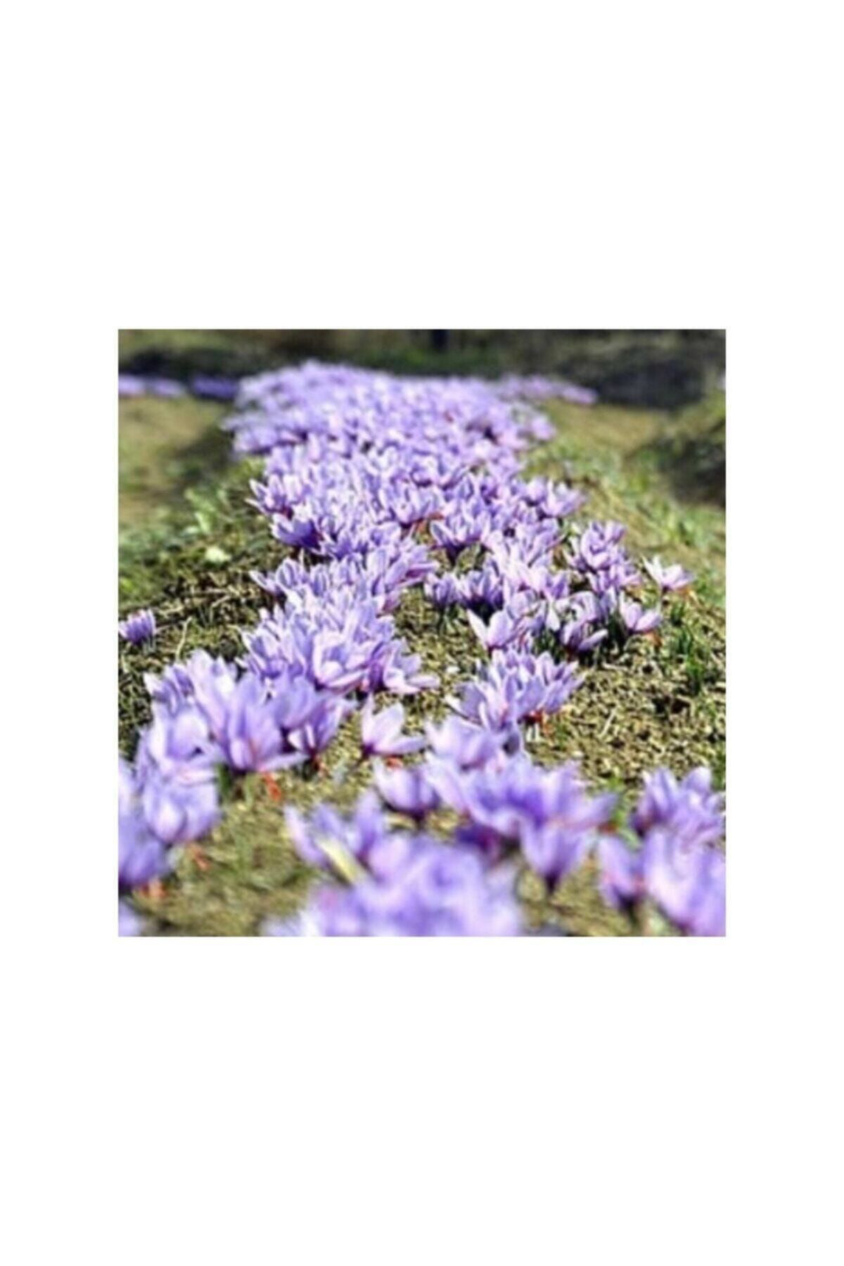 E-Fidanci Safran Soğanı 5'Li