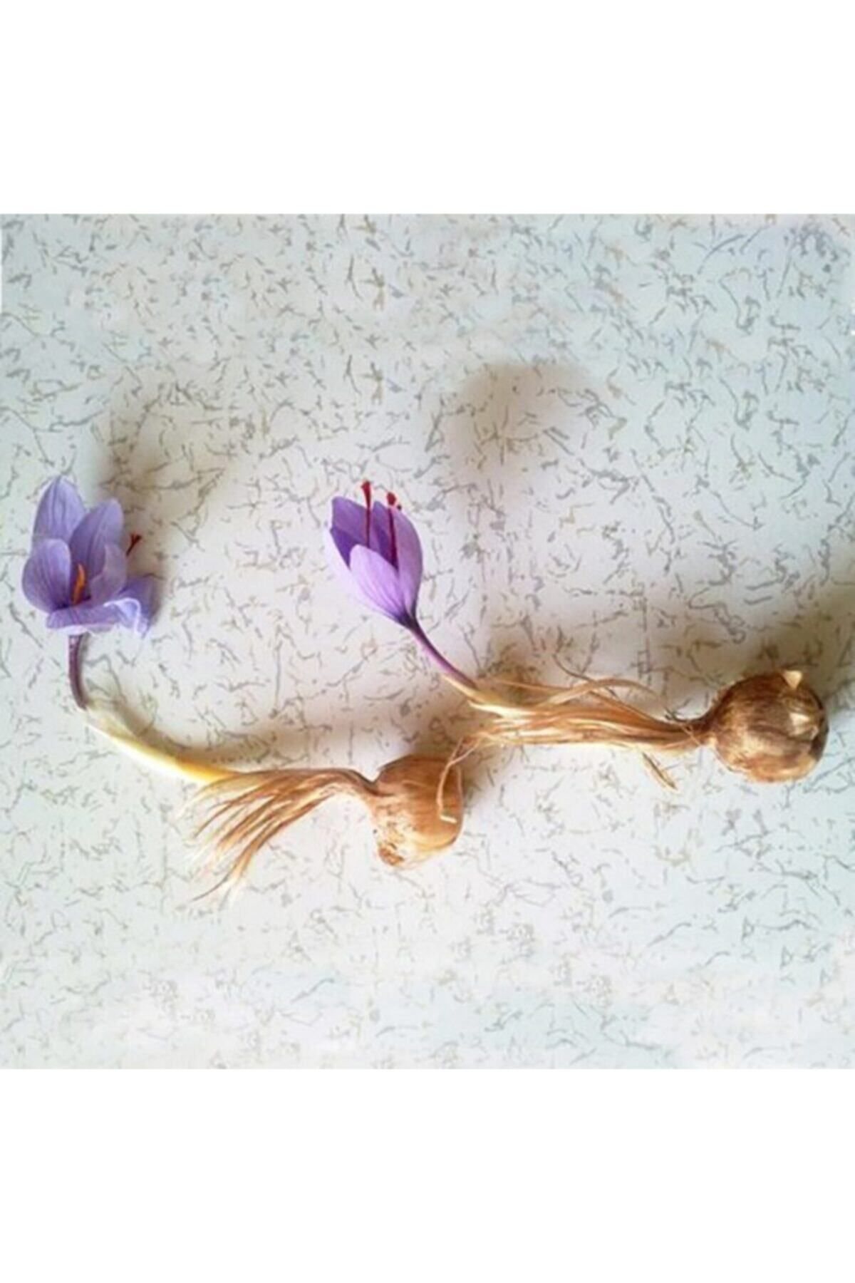 Şifagida Safran Soğanı 50 Adet