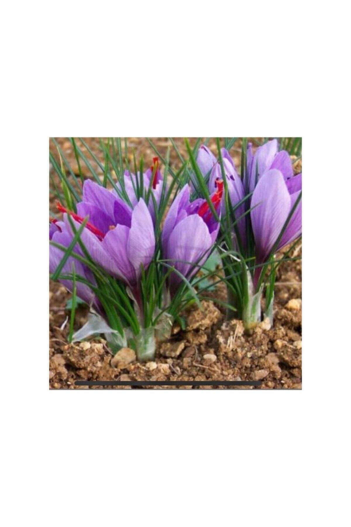 E-Fidanci Safran Soğanı 5'Li