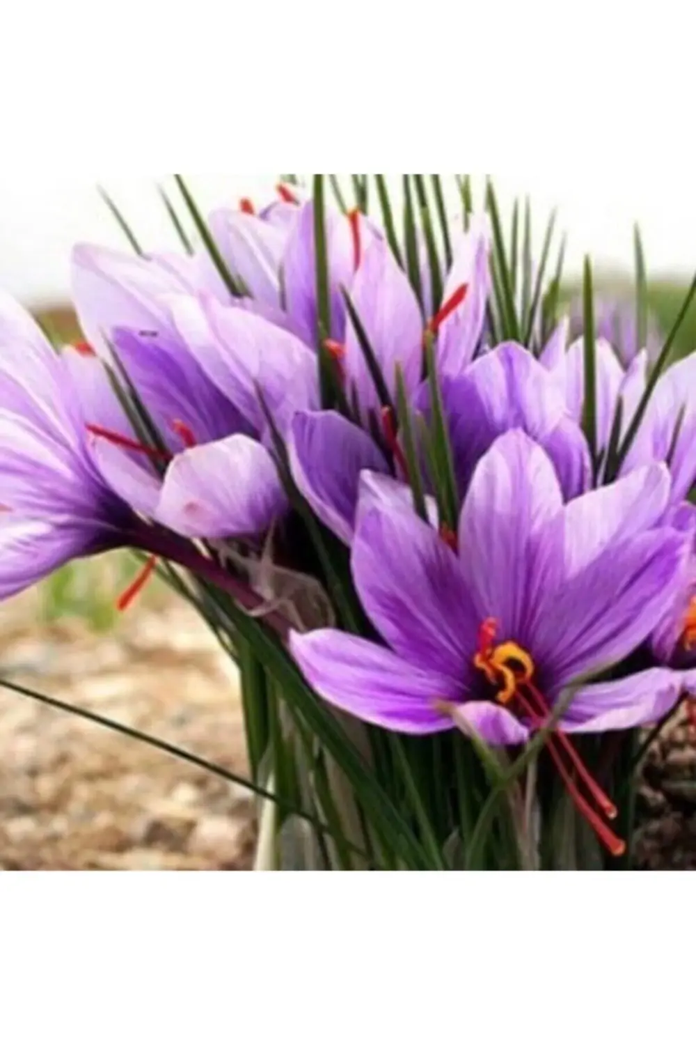 Safran Soğanı 5'li