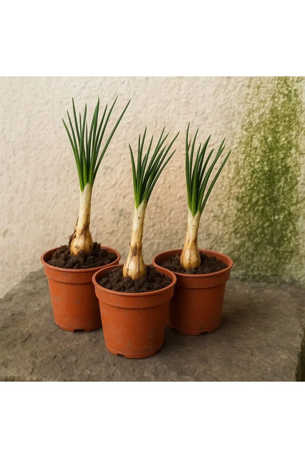 Safran Soğanı Fidesi Saksılı Çiçek Açma Durumunda