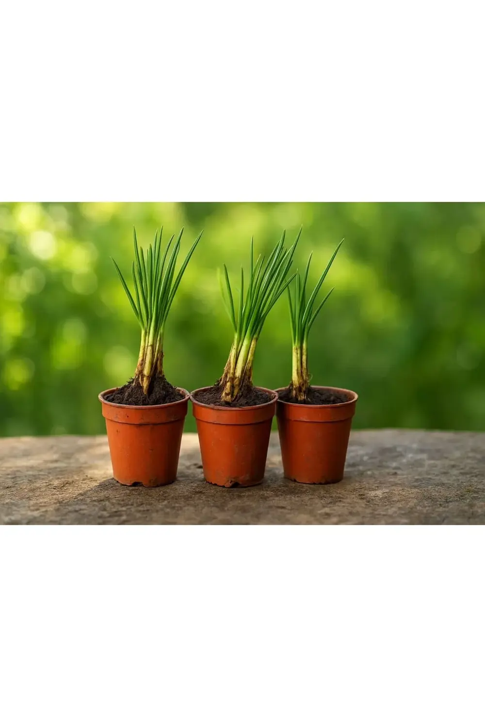 Safran Soğanı Fidesi Saksılı Çiçek Açma Durumunda