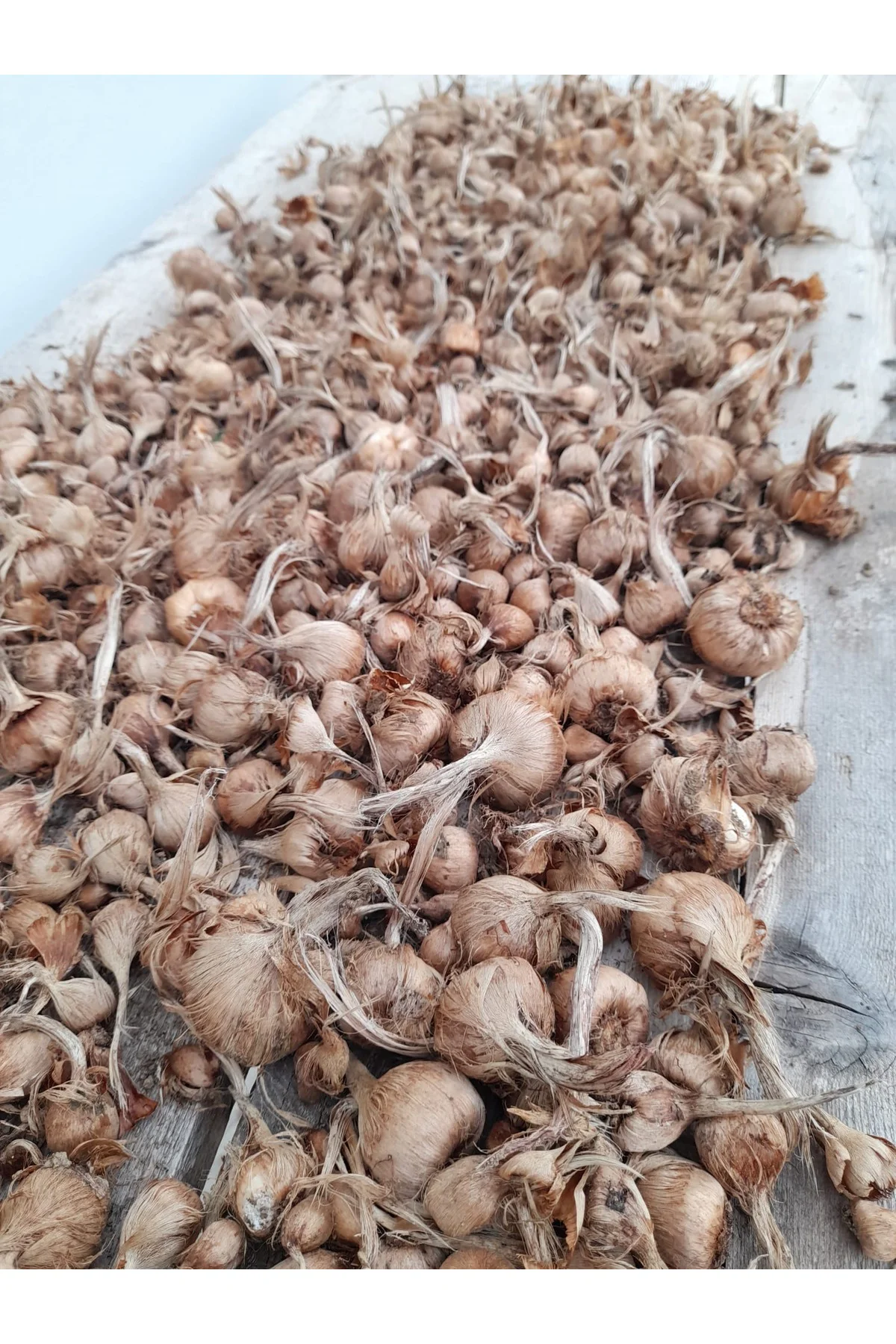 Safran Soğanı Karışık Boy 25 Kilo Fiyatı, Yorumları ve Özellikleri