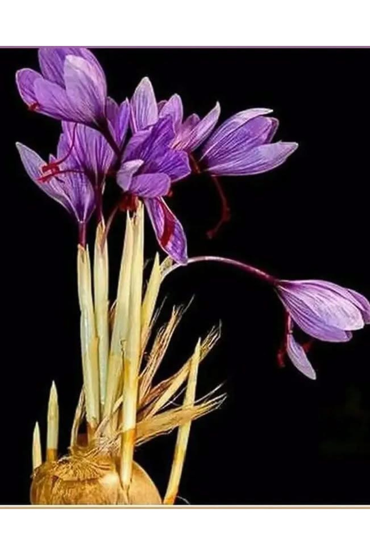 Safranbolu Safran Soğanı 10 Adet