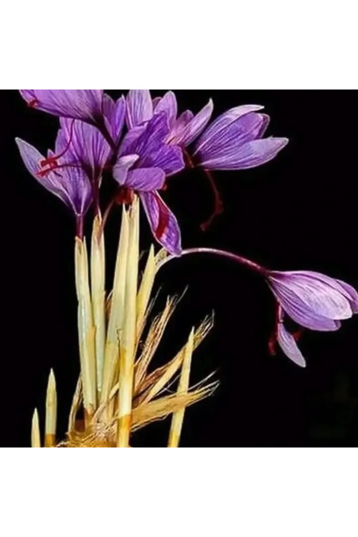 Safranbolu Safran Soğanı 10 Adet