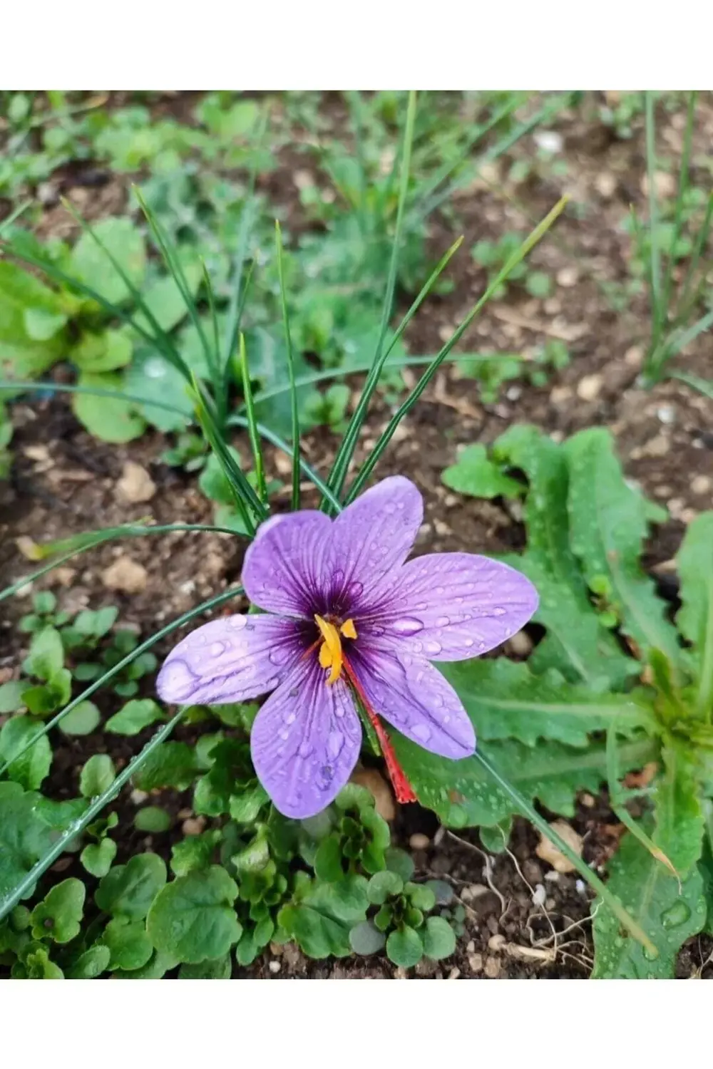 Safranbolu'dan Safran Soğanı 50 Adet