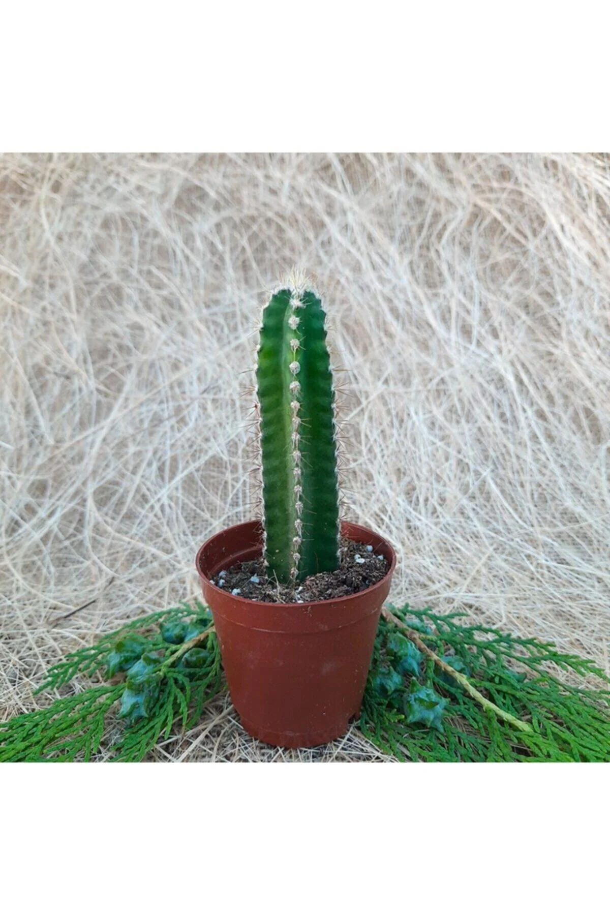Saksıda Cereus Peruvianus Florida Kaktüs