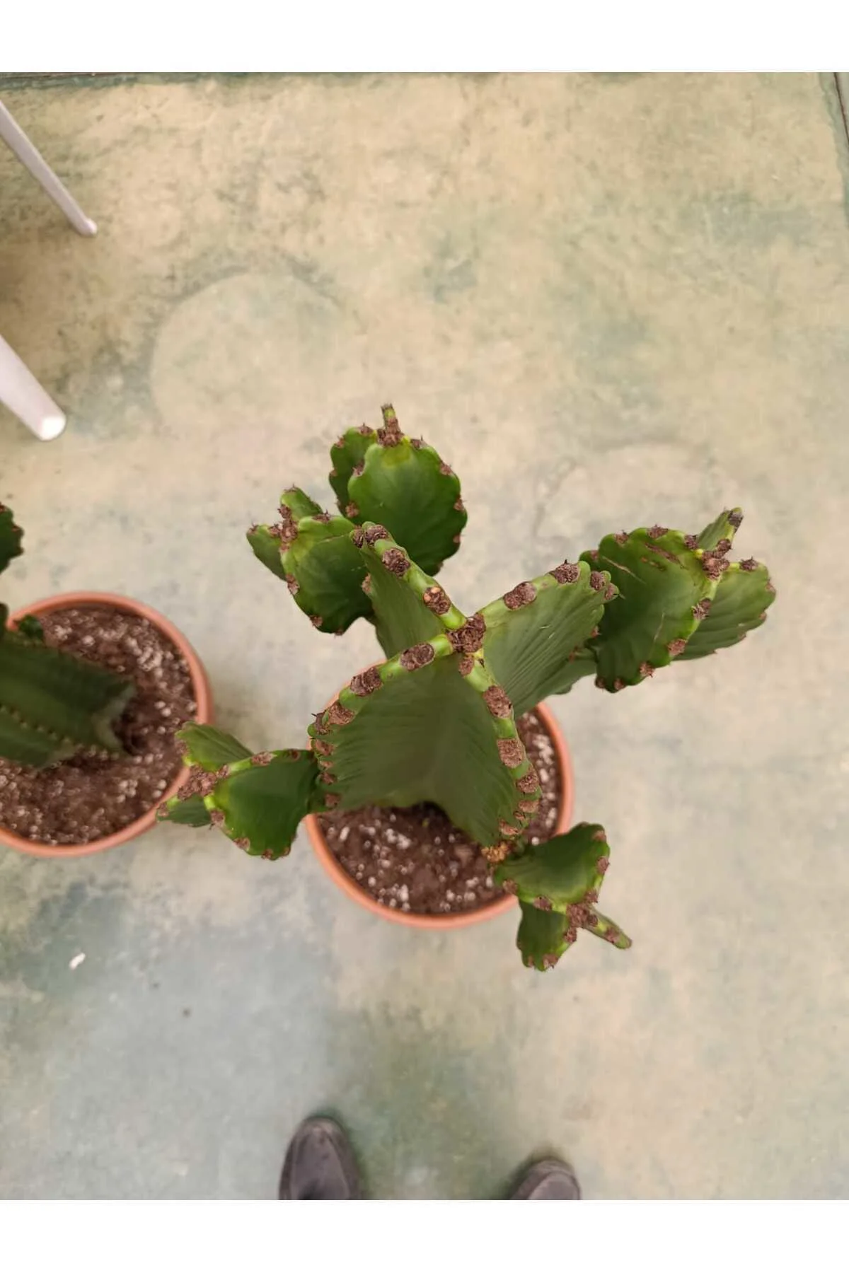 Saksıda Euphorbia İngens Cüce Bitkisi - Kaktüs