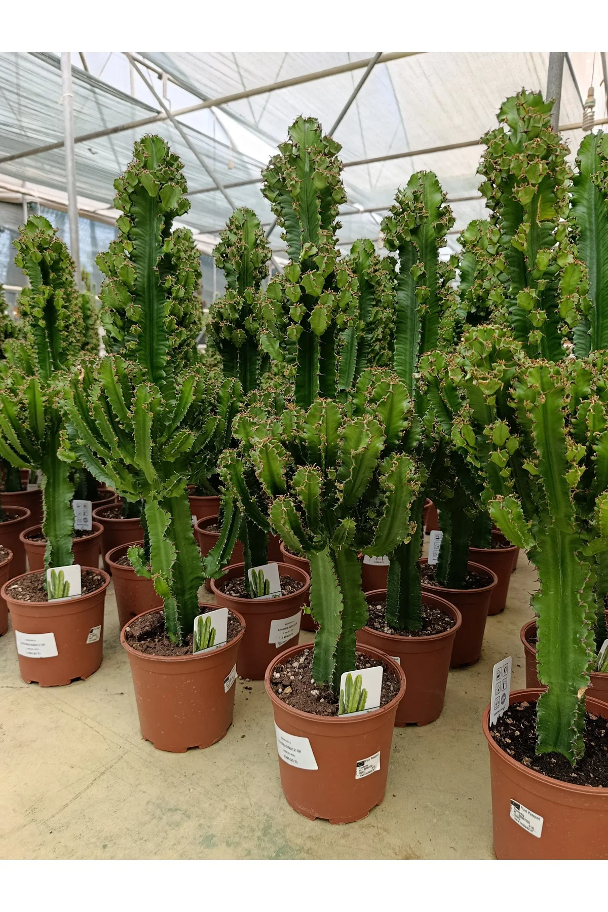 Saksıda Euphorbıa Ingengs Bitkisi İthal