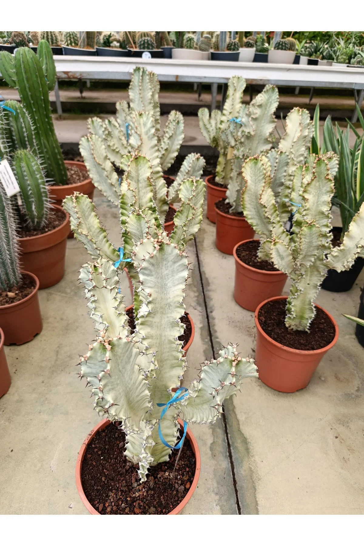 Saksıda Euphorbia Marmorata Bitkisi