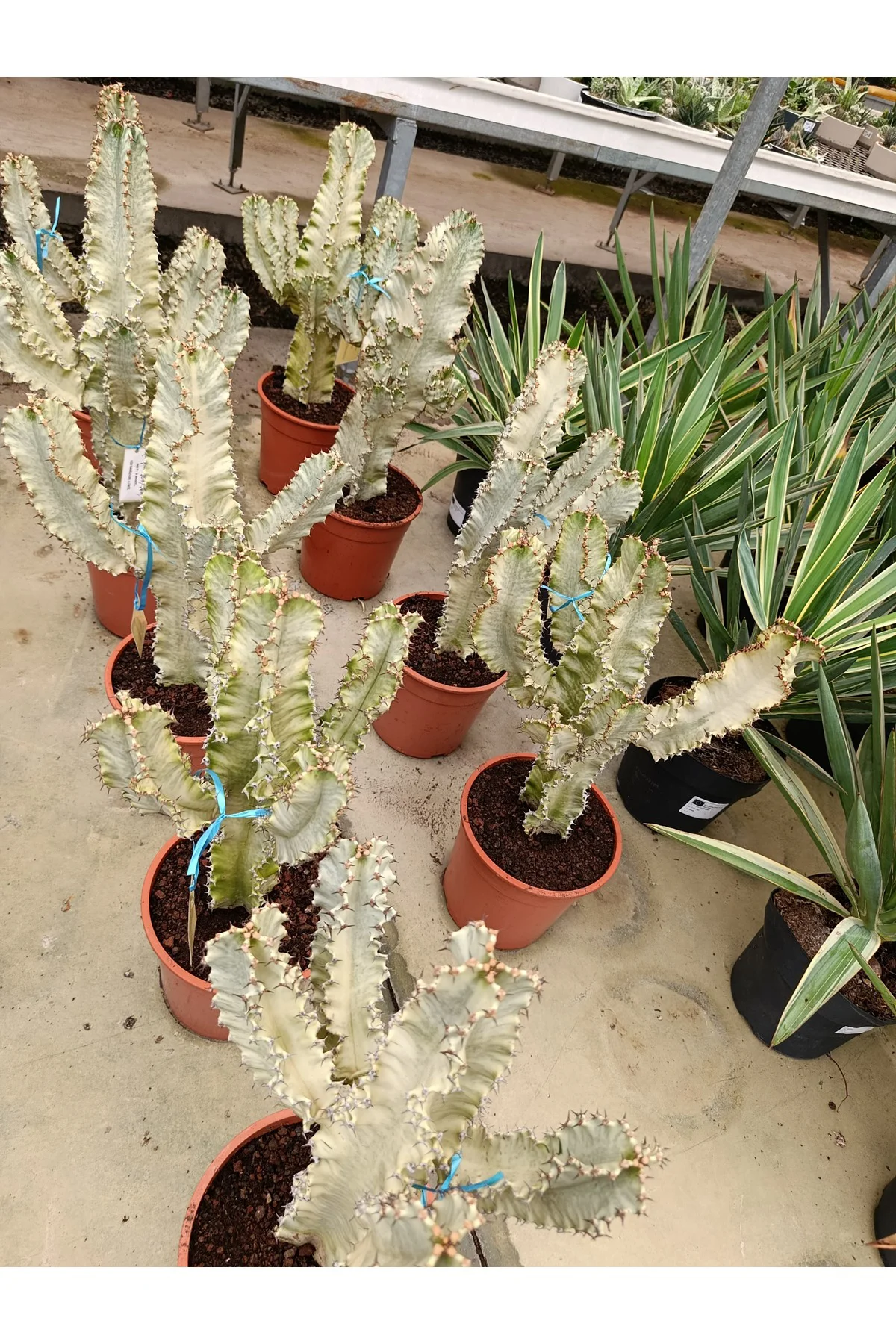 Saksıda Euphorbia Marmorata Bitkisi