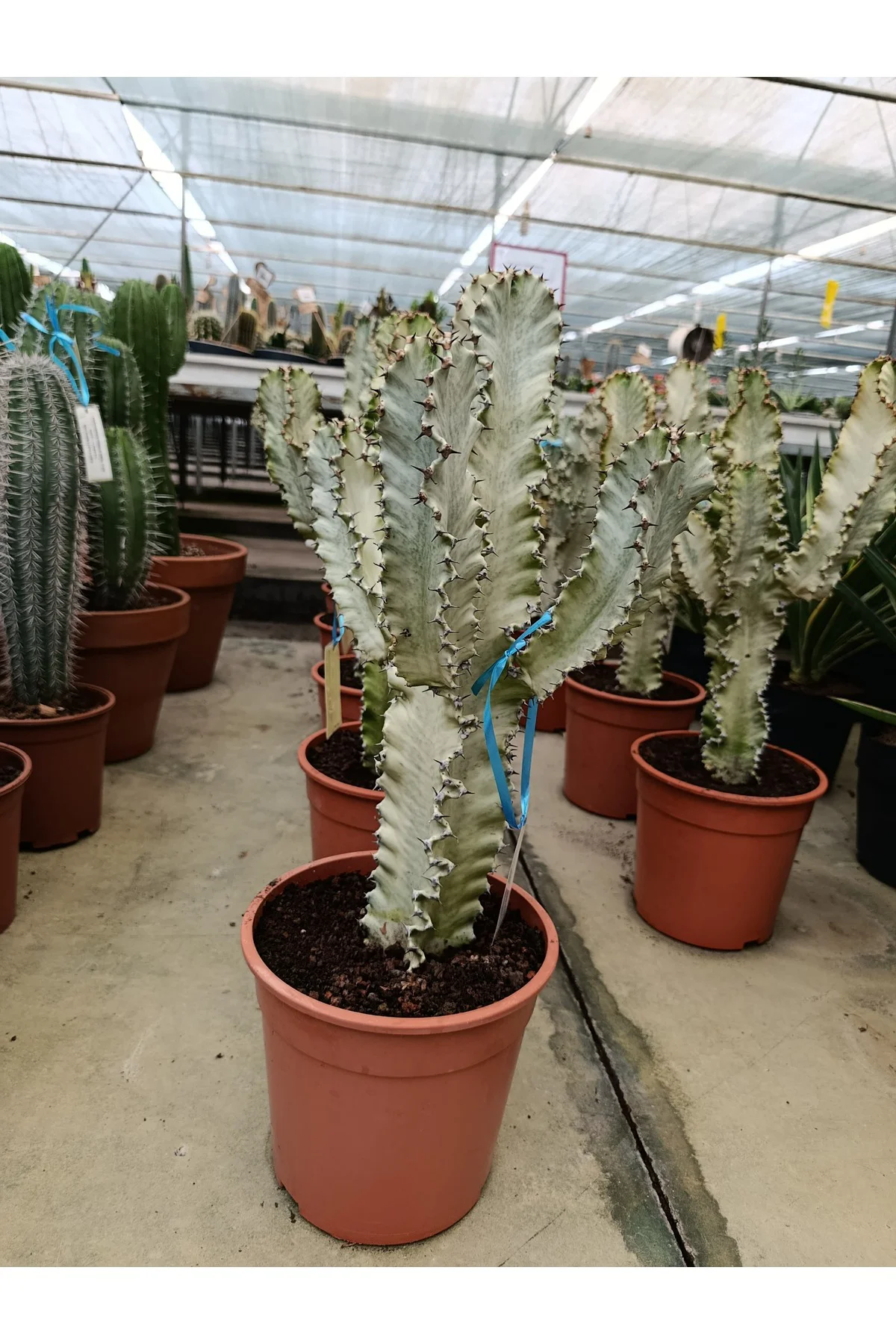 Saksıda Euphorbia Marmorata Bitkisi