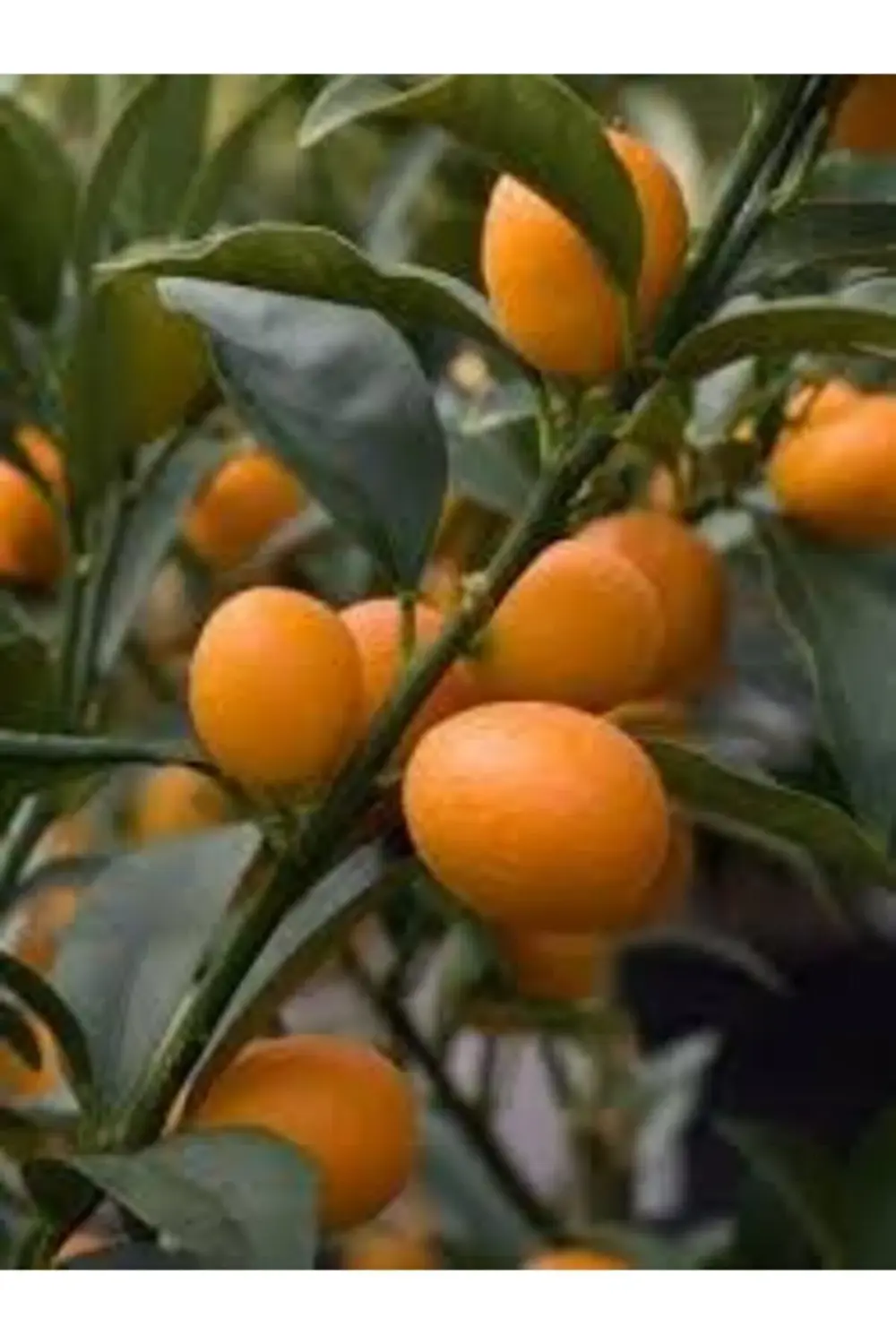 Saksıda Kumkat Fidanı 1 Yaş