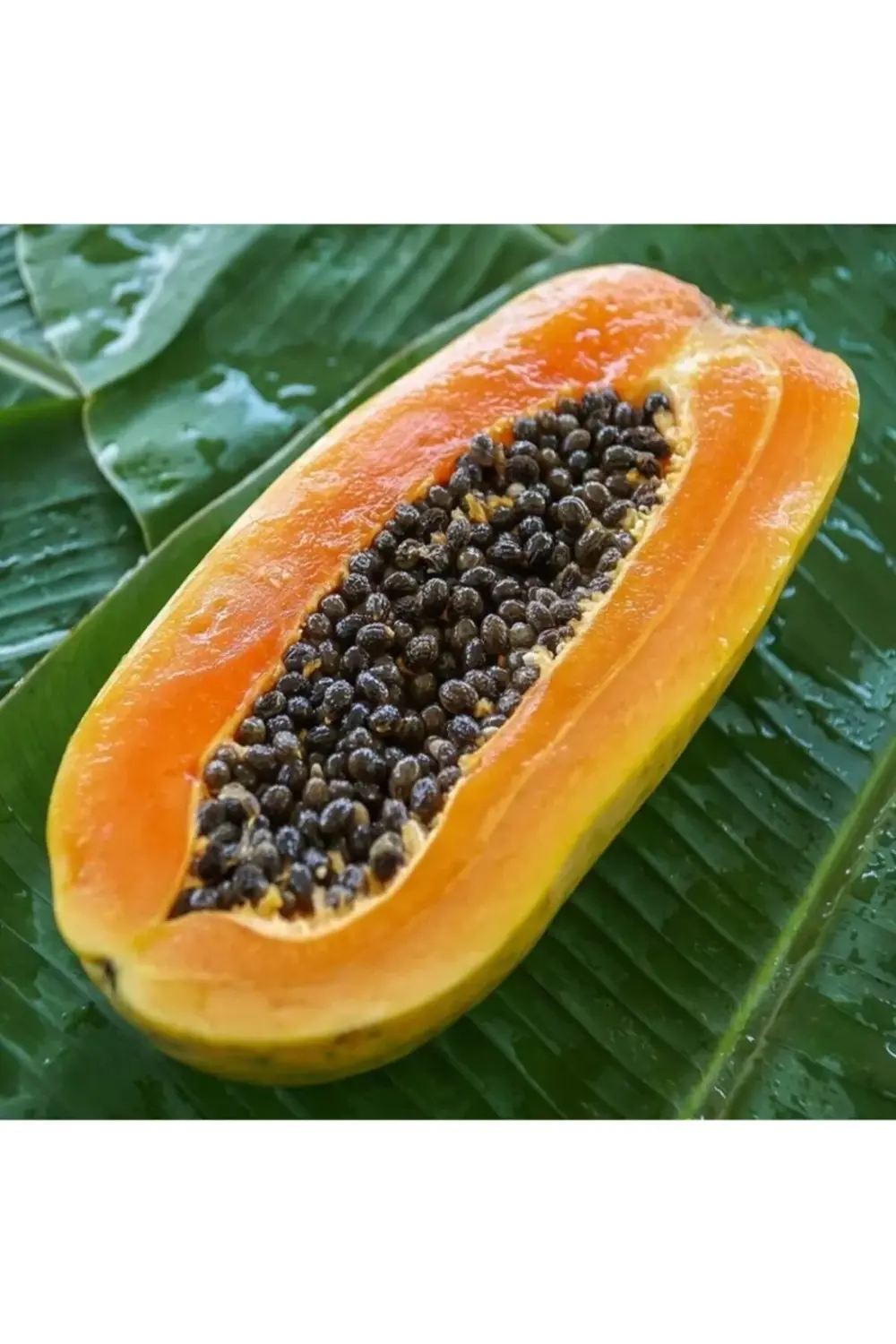 Saksıda Papaya (ağaç Kavunu) Fidanı (80-100 Cm)