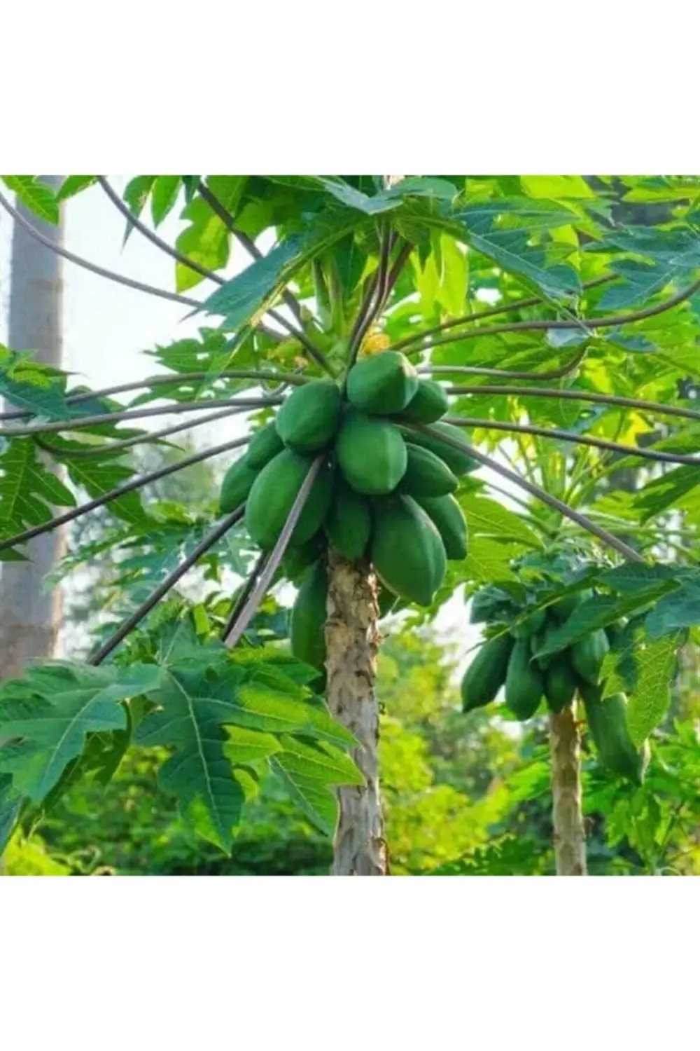 Saksıda Papaya (ağaç Kavunu) Fidanı (80-100 Cm)