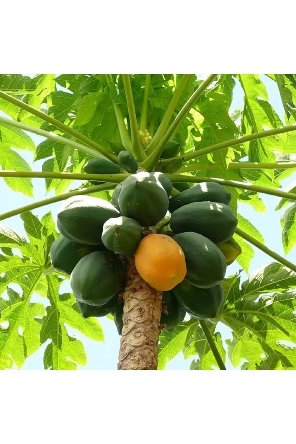Saksıda Papaya (ağaç Kavunu) Fidanı (80-100 Cm)