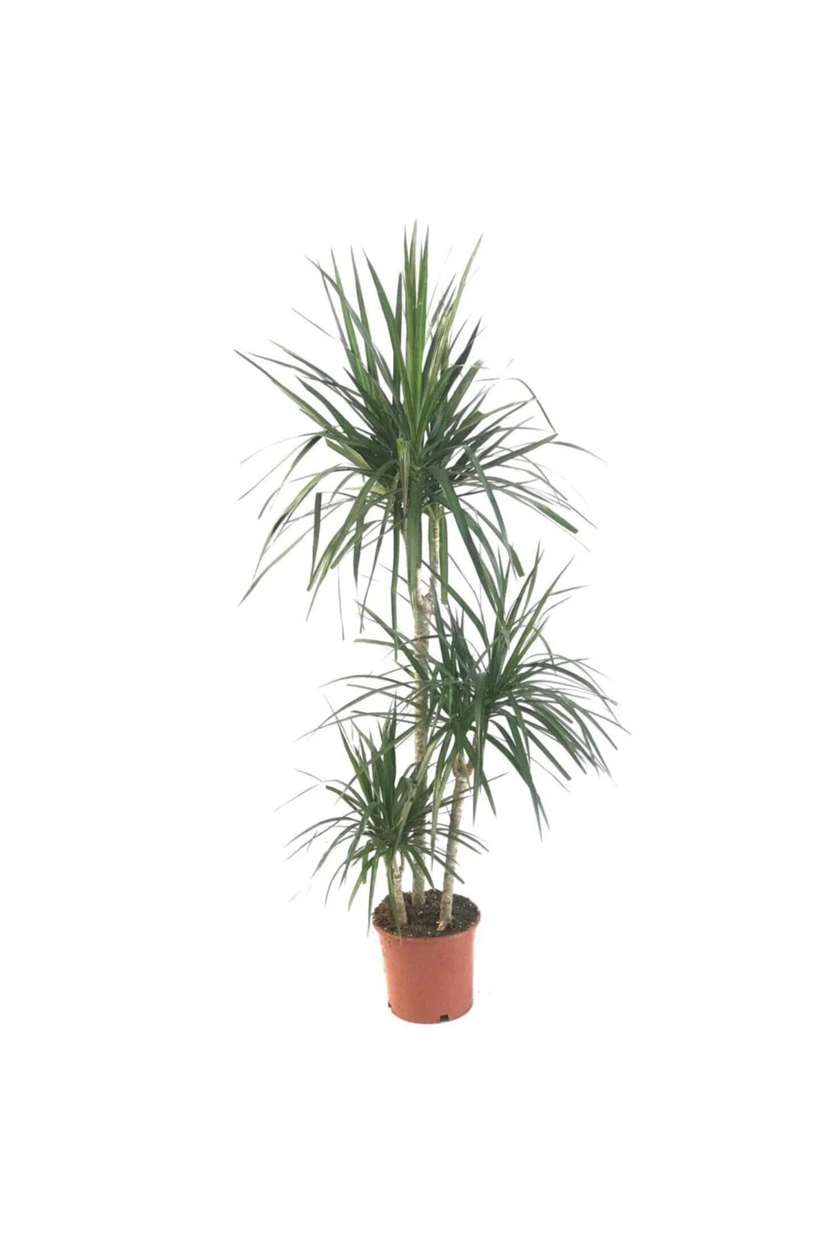 Saksıda Üç Gövdeli Dracaena Marginata