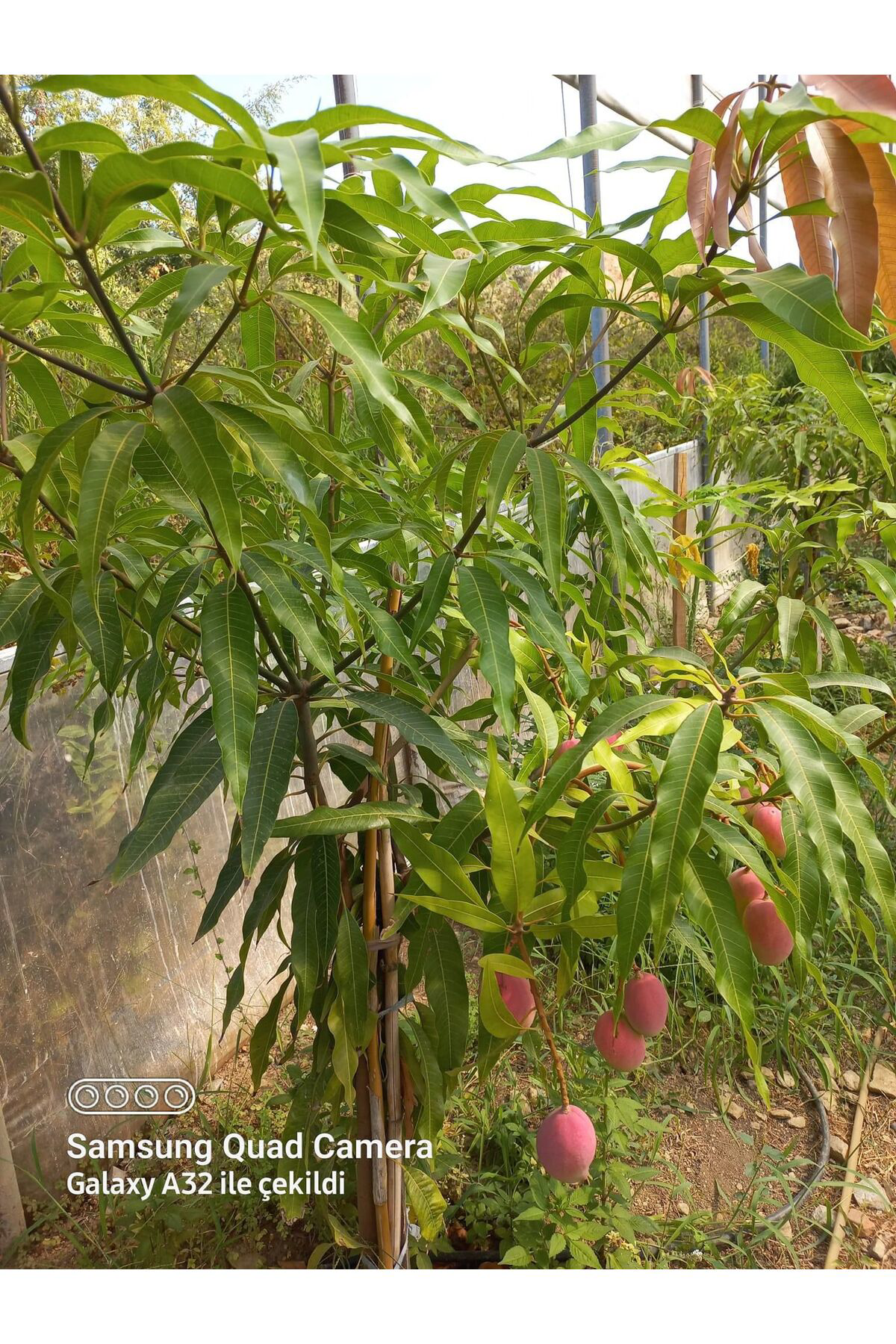Erva Peysaj Saksıda Yetişebilen Mango Fidanı 50 60 Cm