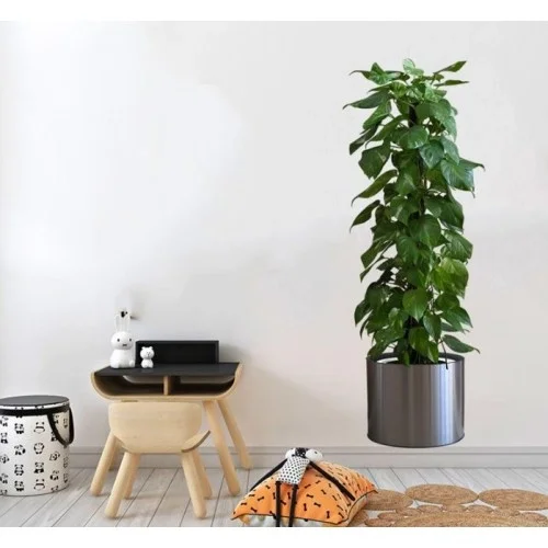 Saksılı Bitki Tasarımlı Yapışkanlı Sticker Resim 90*30 Cm Bx40 Fiyatı, Yorumları ve Özellikleri