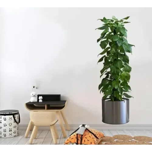 Saksılı Bitki Tasarımlı Yapışkanlı Sticker Resim 90*30 cm MC-665