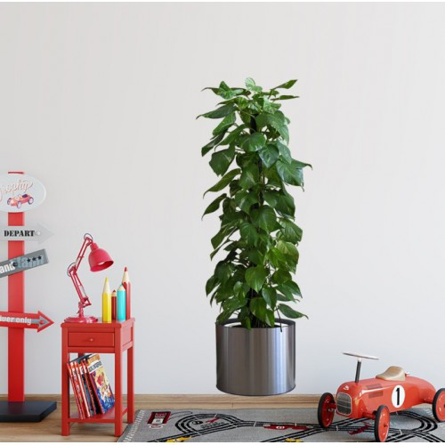 Saksılı Bitki Yapışkanlı Duvar Stickerı 90x30 cm Şeffaf Lazer Kes