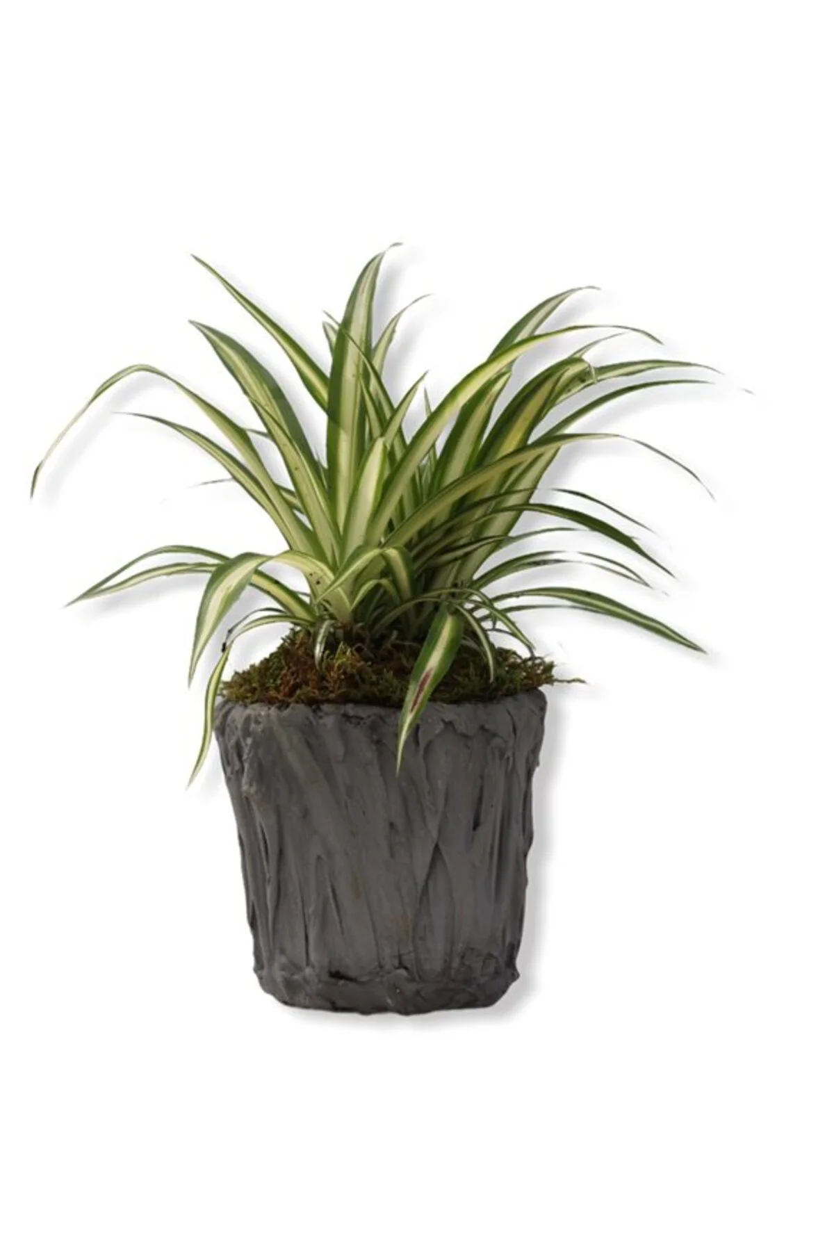 Saksılı Kurdela Canlı Çiçek 10-20 cm