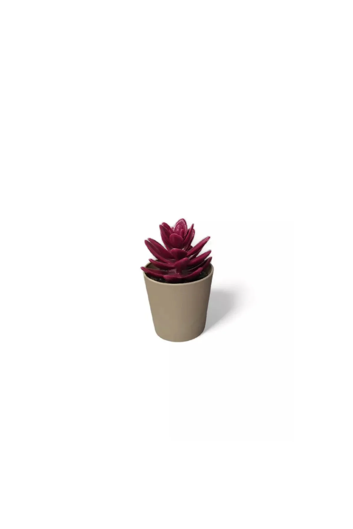 Saksılı Yapa Çiçek Sükülen Royaleks-5675