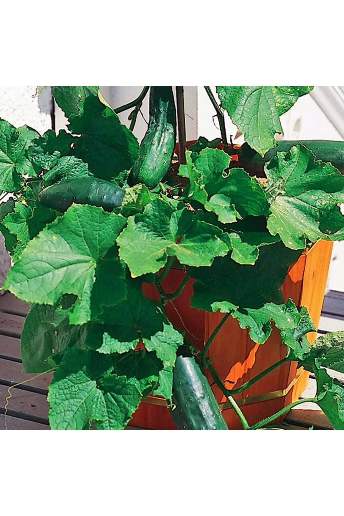 Saksılık salatalık tohumu çalı tipi atalık spacemaster