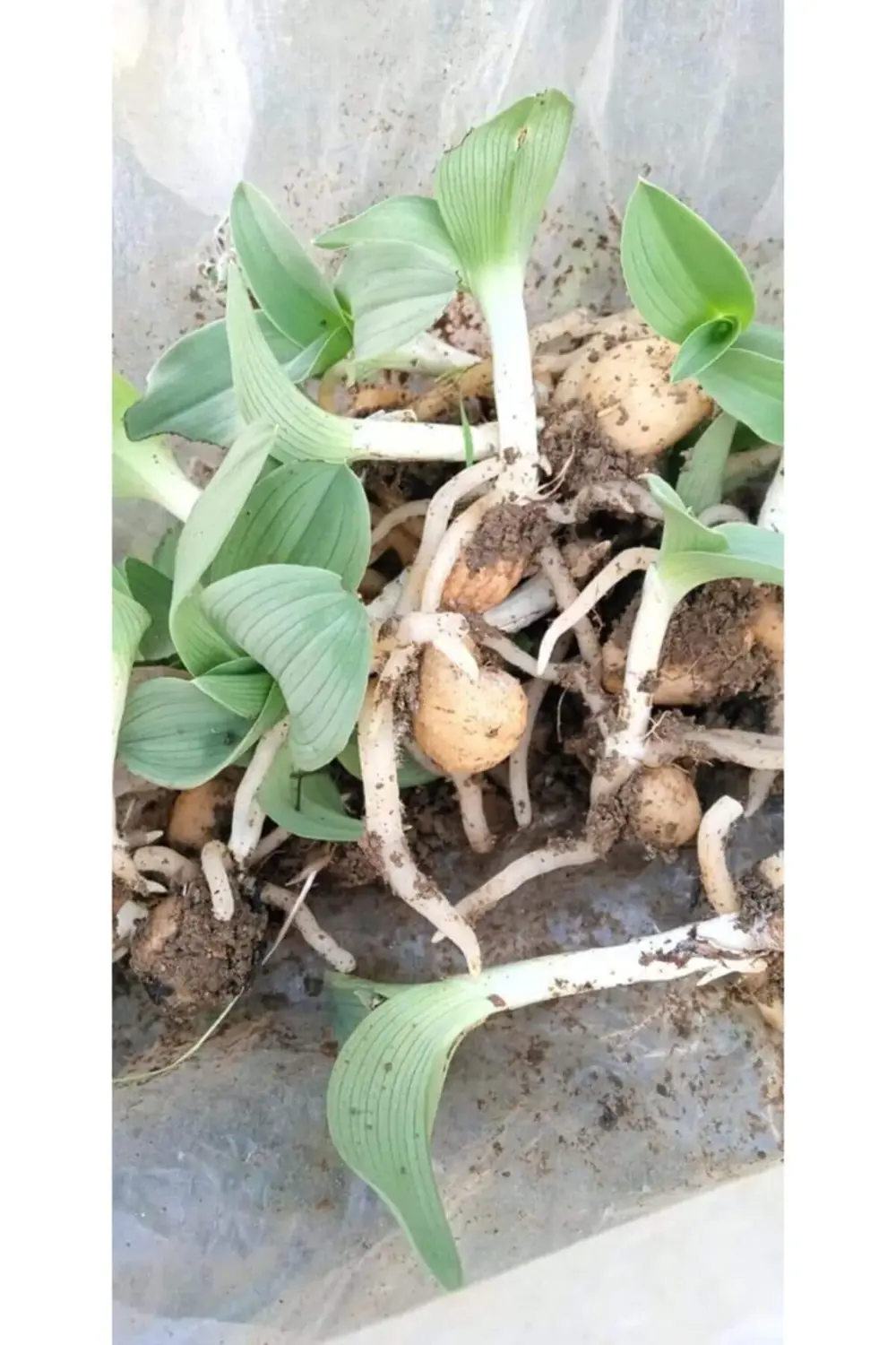 Salep Doğal Salep Fidesi (50 Adet)