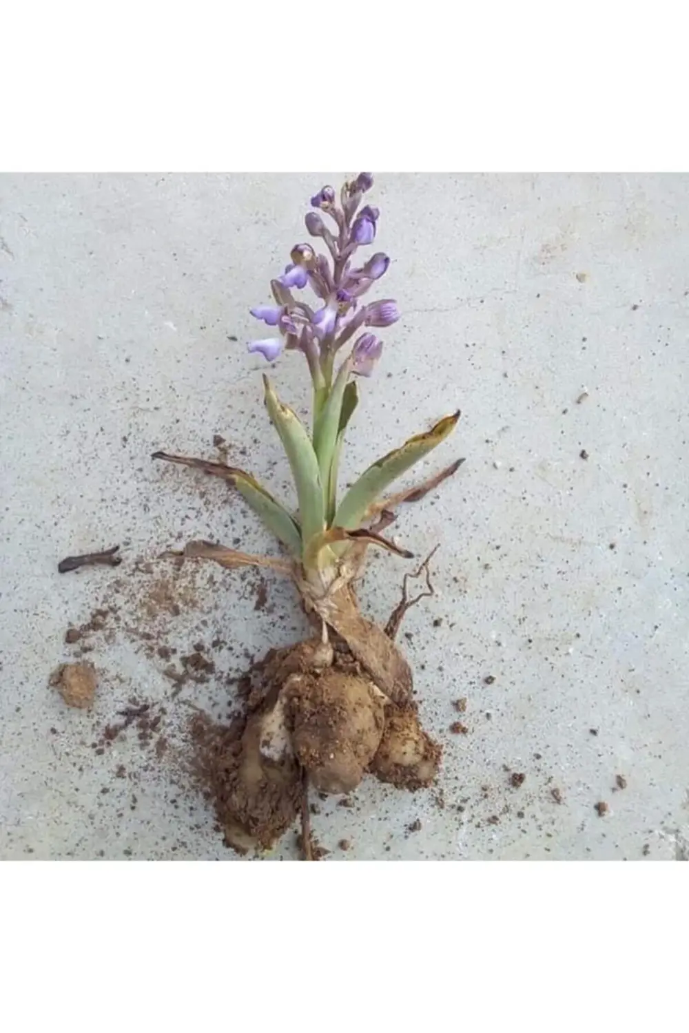 Salep Doğal Salep Fidesi (50 Adet)