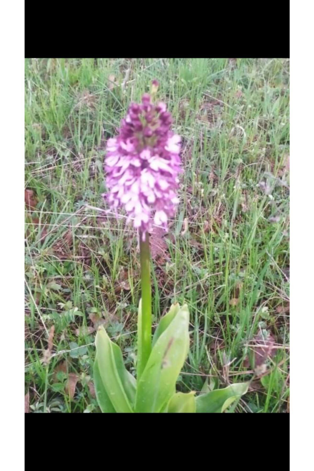 Lider Salep Salep Fidesi (1 Kilo)