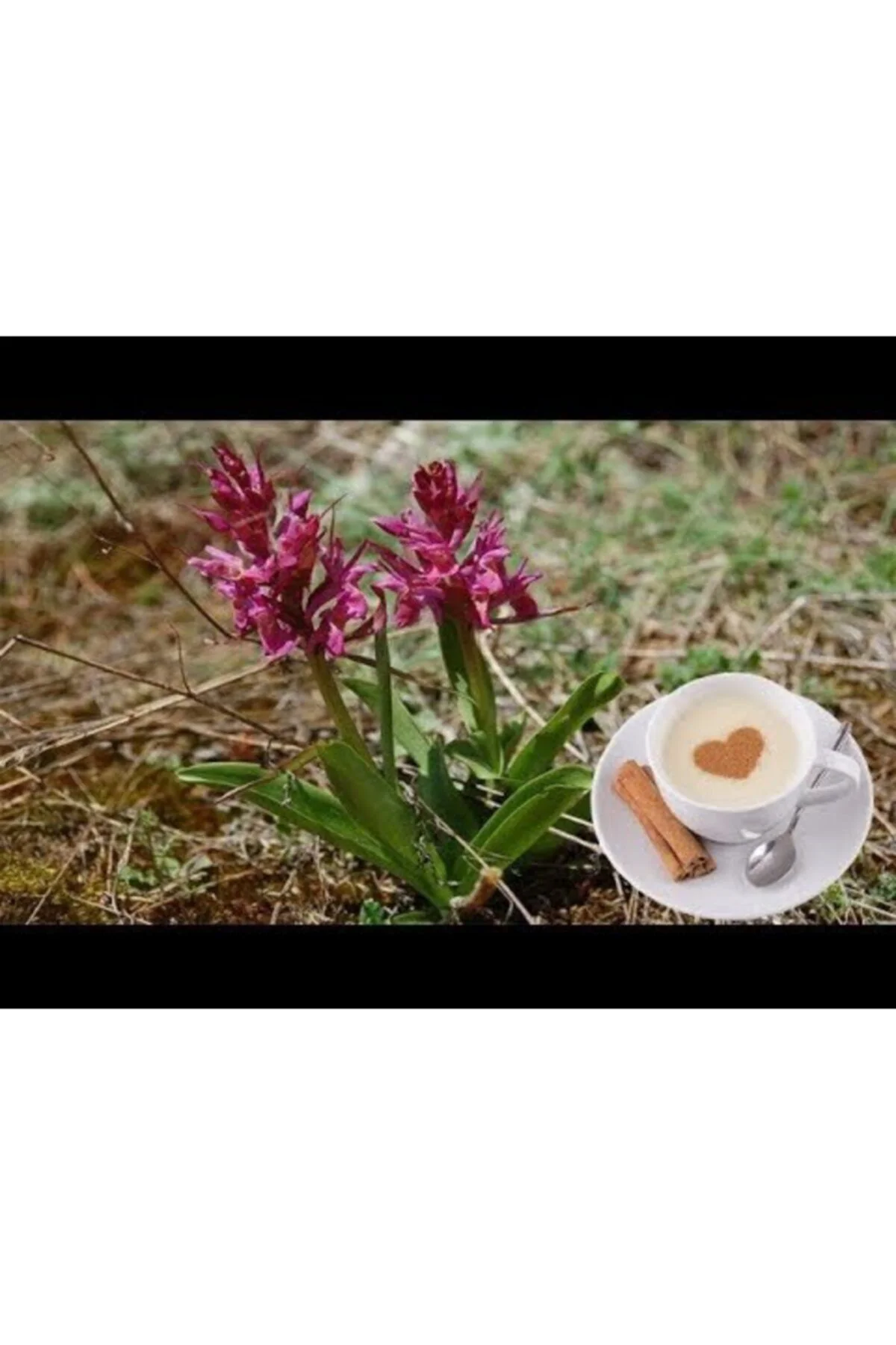 Salep Fidesi 10 Ad Serapies,arılı,kum Salep