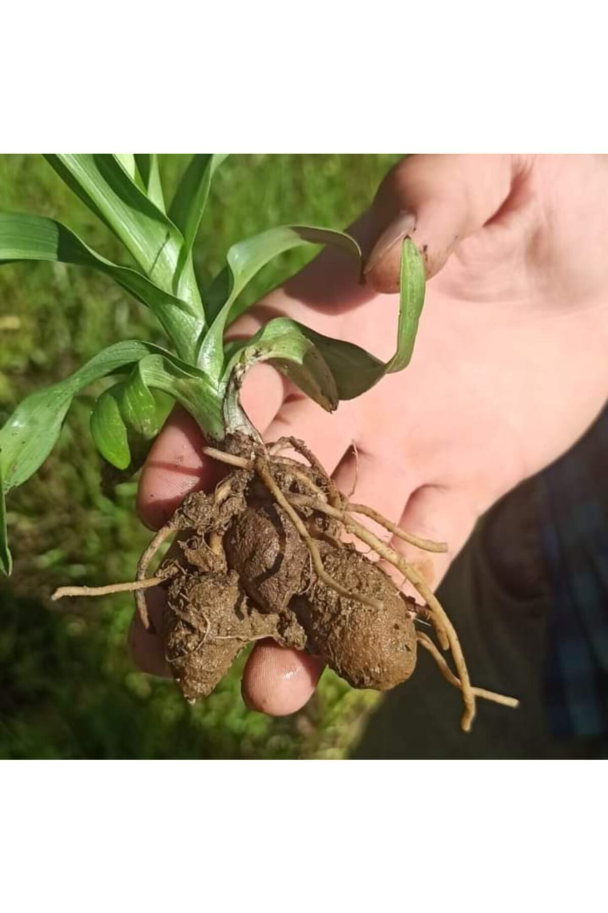 Alanyatropikal Salep Fidesi 10 Adet Serapies, Arılı, Kum Salep