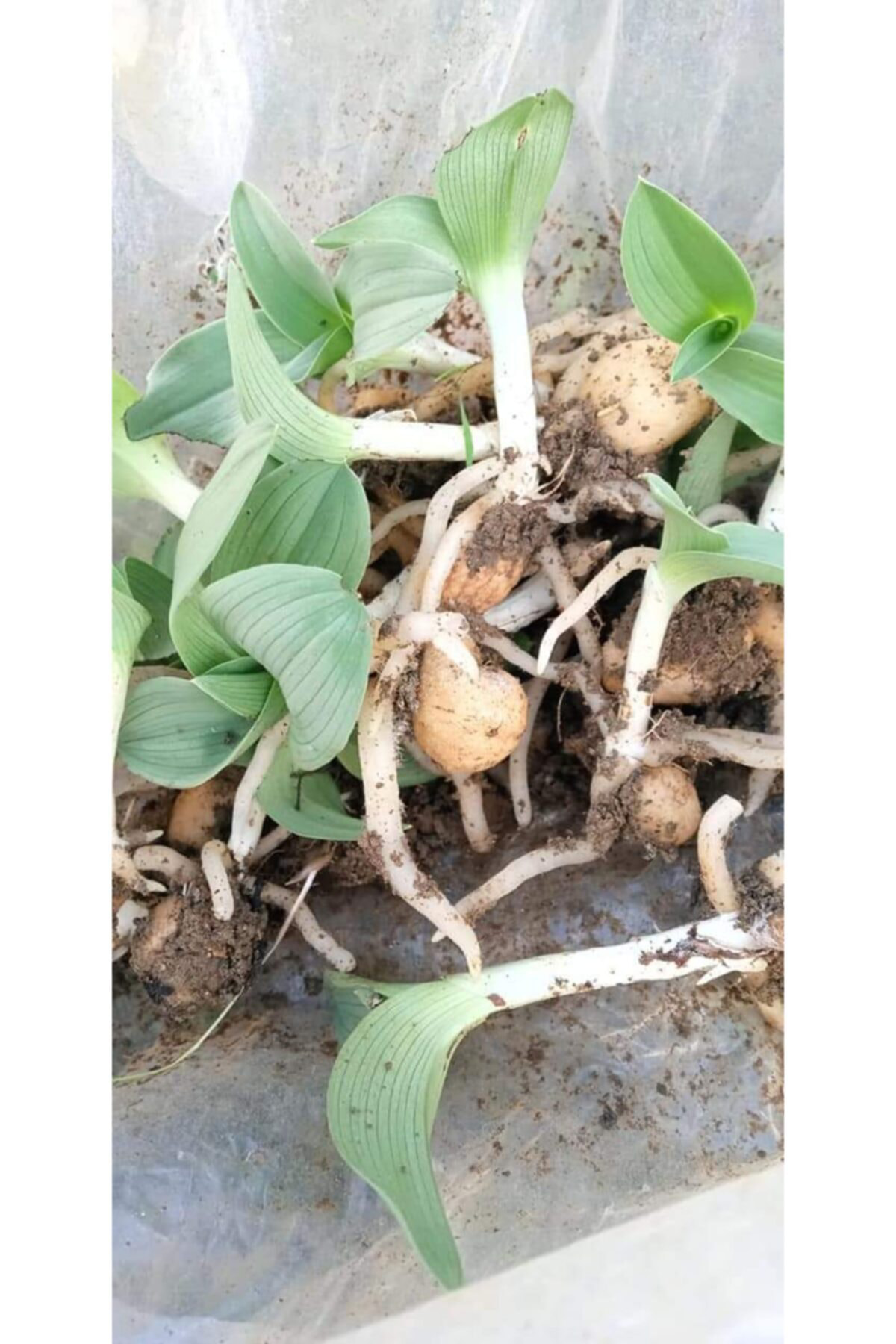 Alanyatropikal Salep Fidesi 10 Adet Serapies, Arılı, Kum Salep