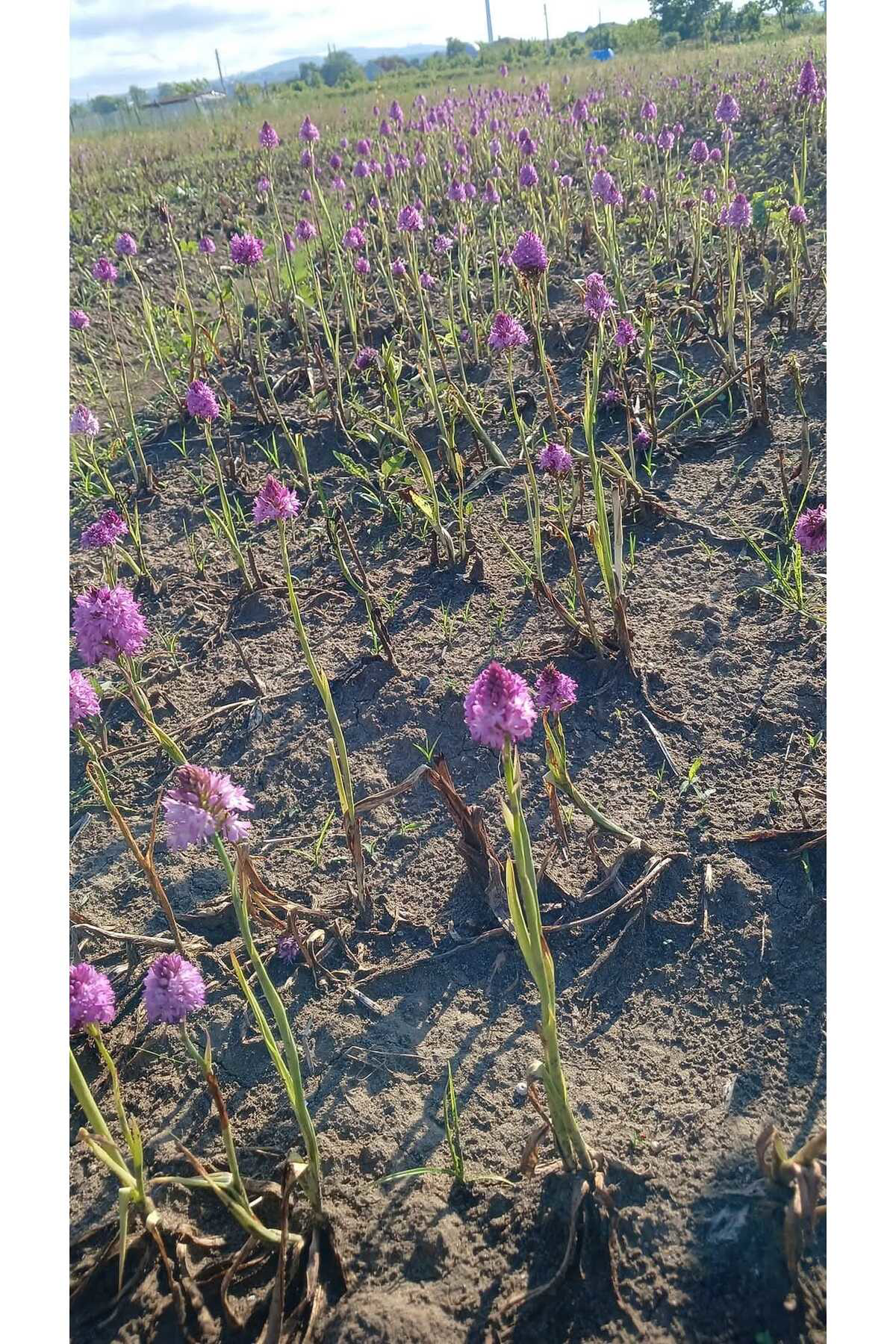 Lider Salep Salep Fidesi | 100 Adet | – Organik Salep Fidanı & Doğal Salep Ye