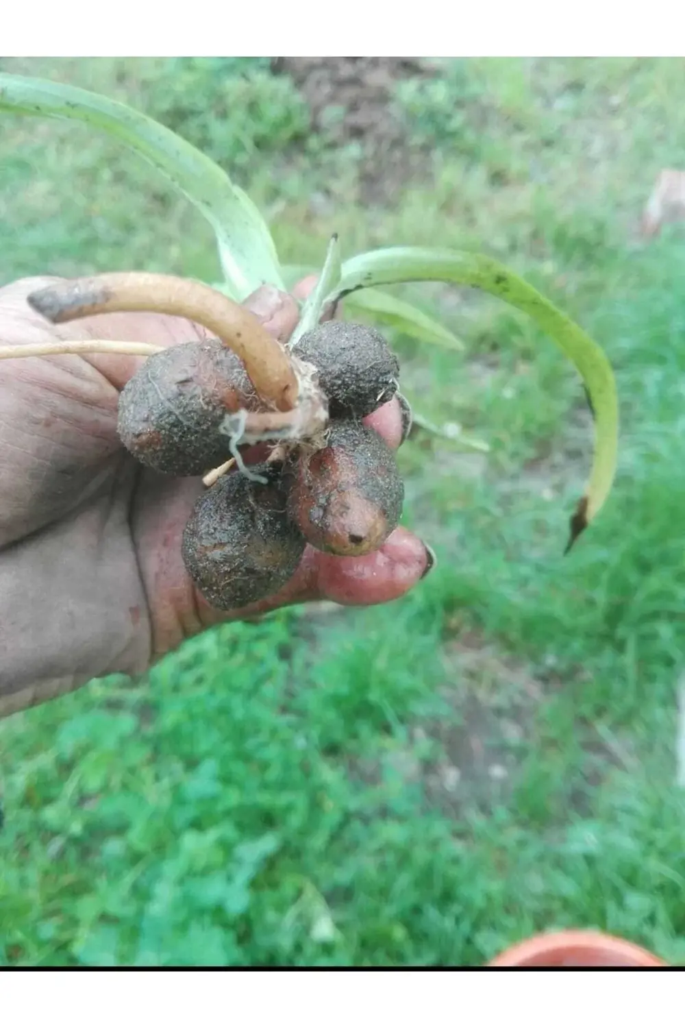 Salep Fidesi 100 Adet