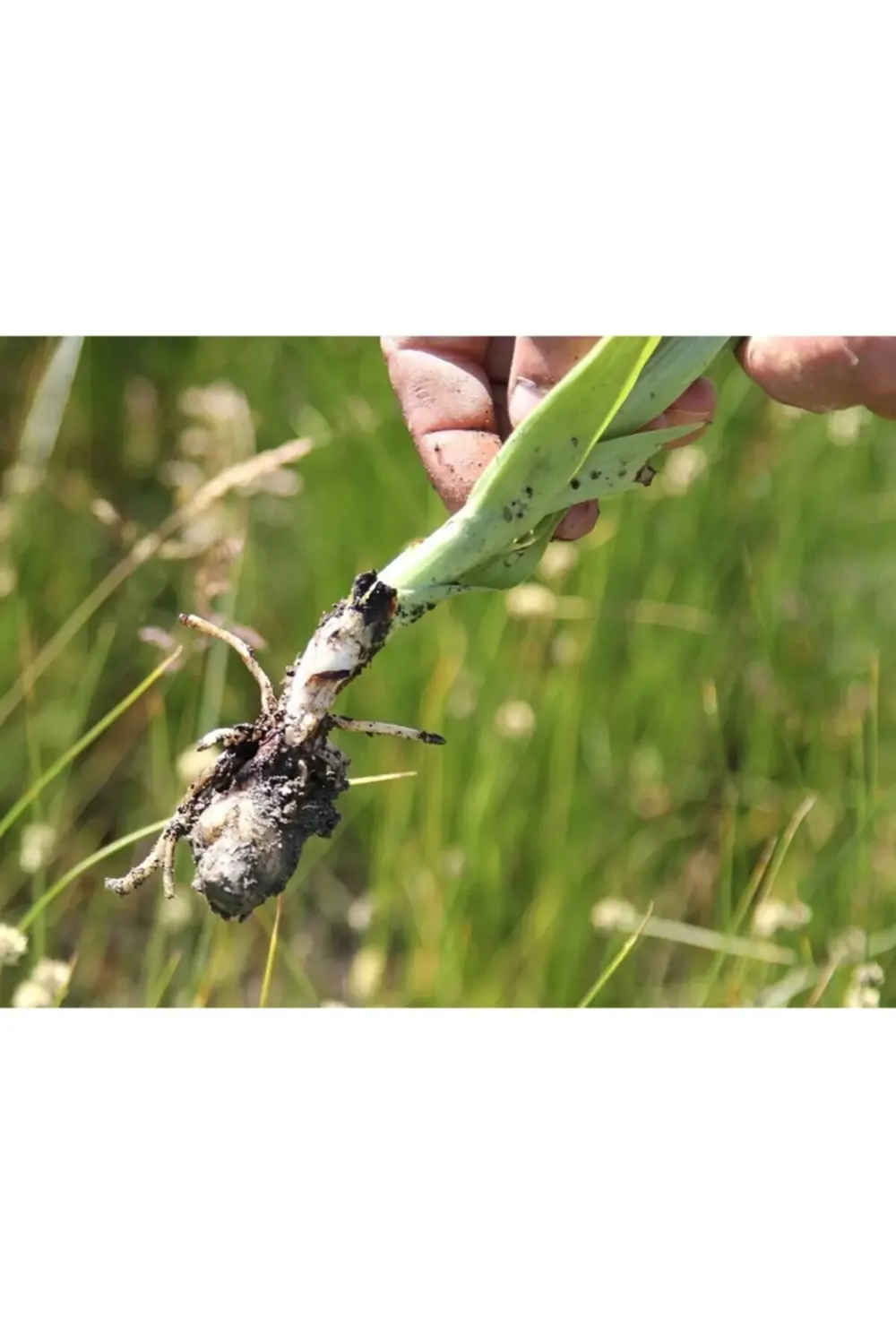 Salep Fidesi 100adet Serapies,arılı,kum Salep