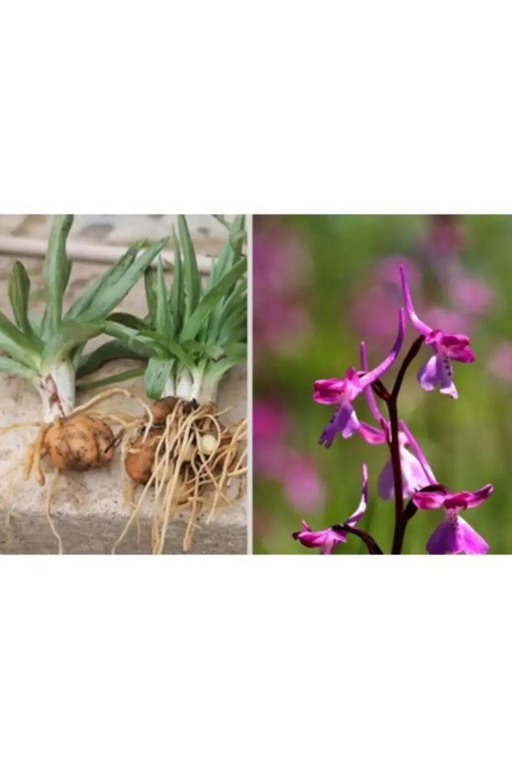 Salep Fidesi 110 Adet