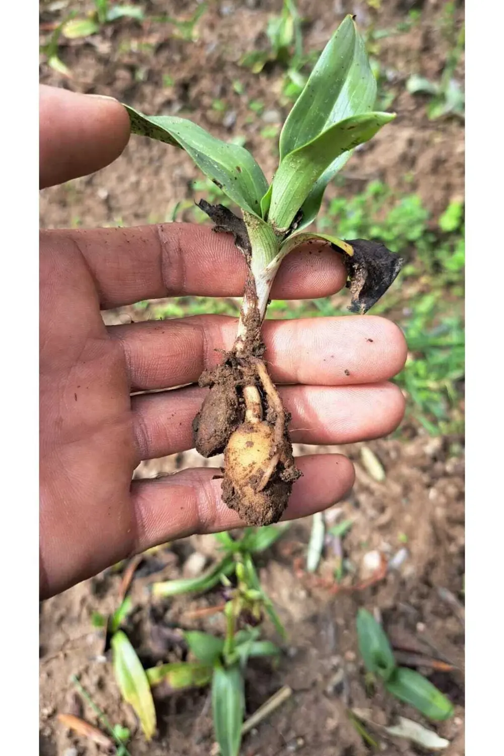 SALEP FİDESİ 110 ADET