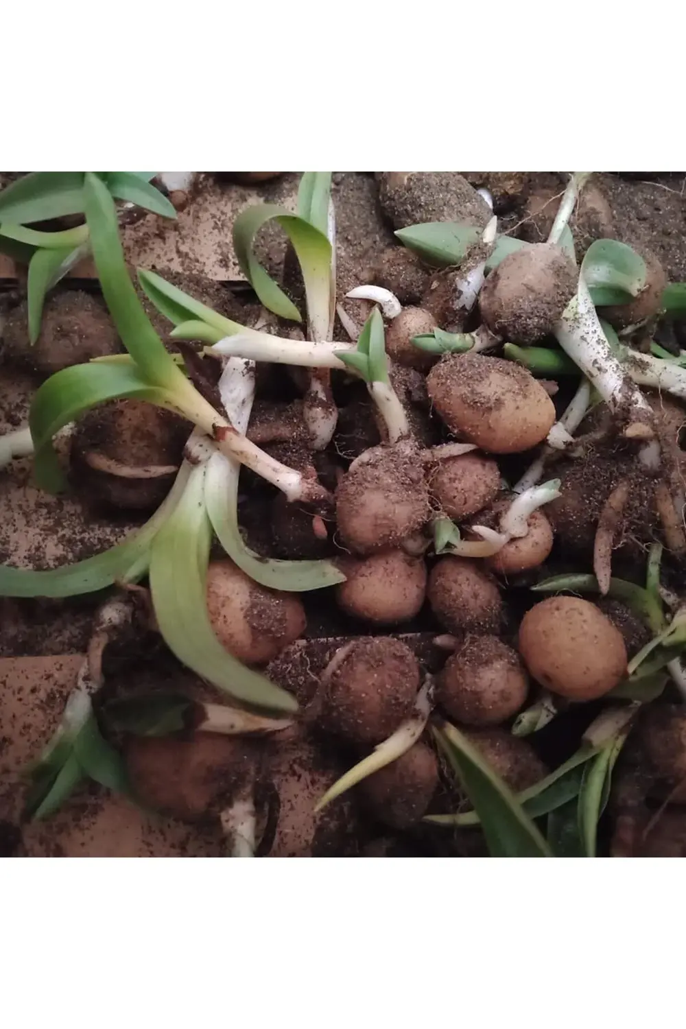 SALEP FİDESİ 110 ADET