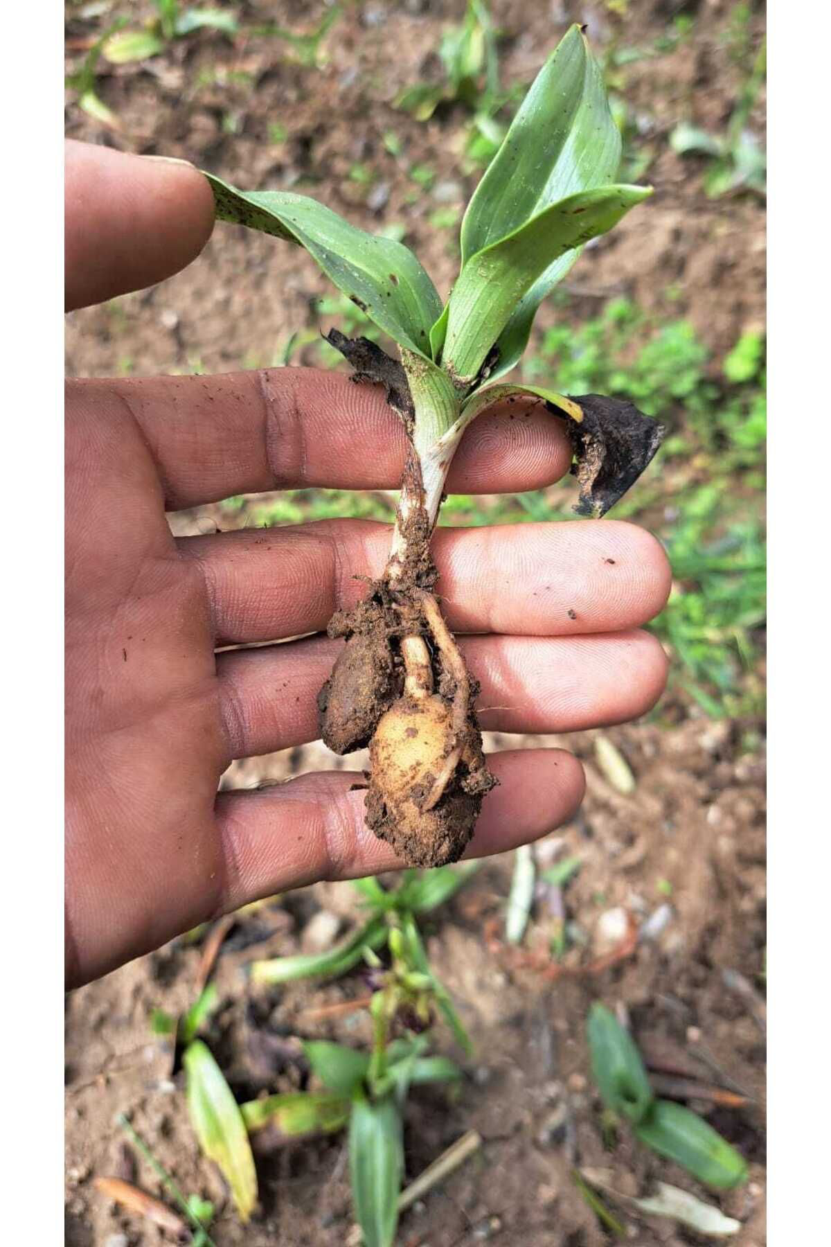 Lider Salep Salep Fidesi 110 Adet