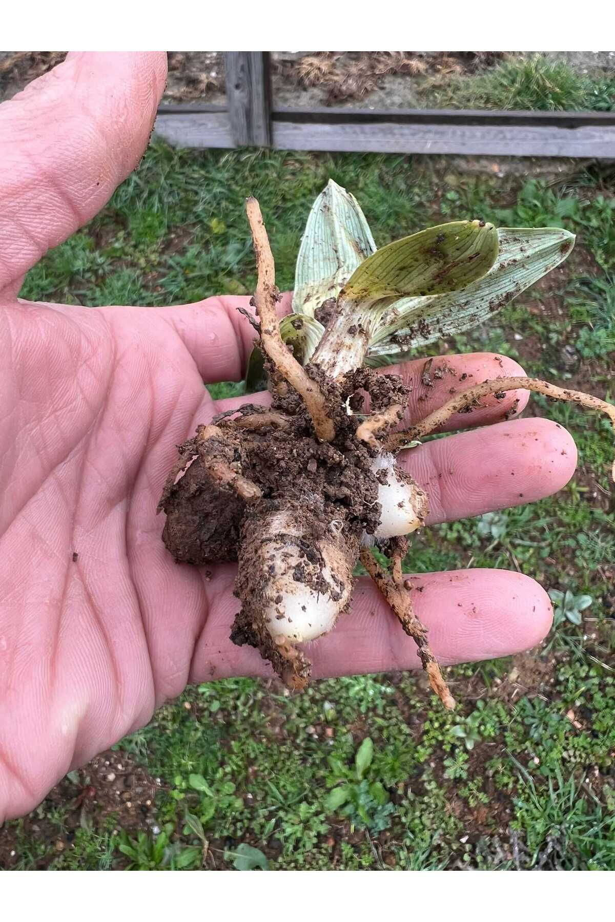 Lider Salep Salep Fidesi 110 Adet