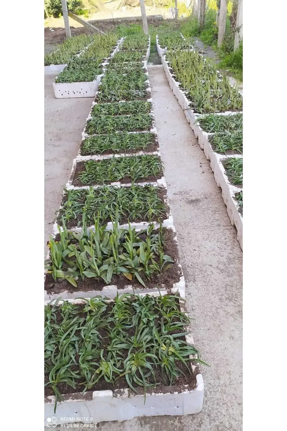 Salep Fidesi 250 Adet (250)