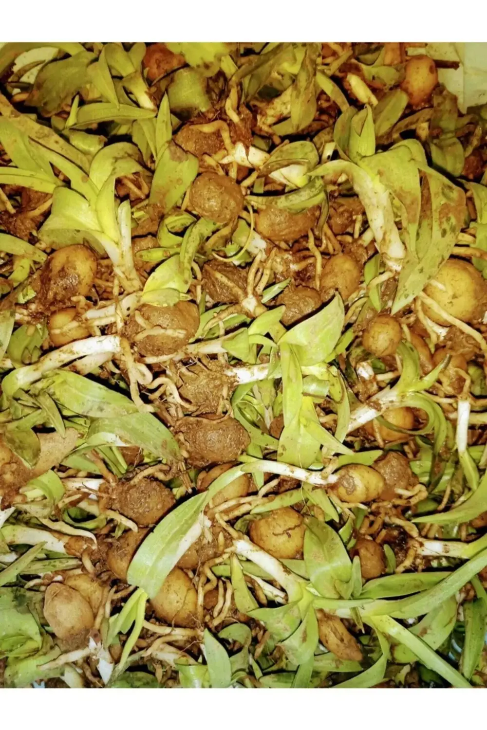 Salep Fidesi 250 Adet