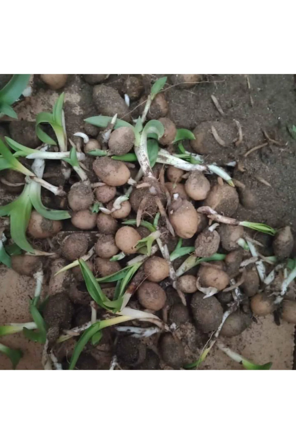 Salep Fidesi 5 Adet Fidesi