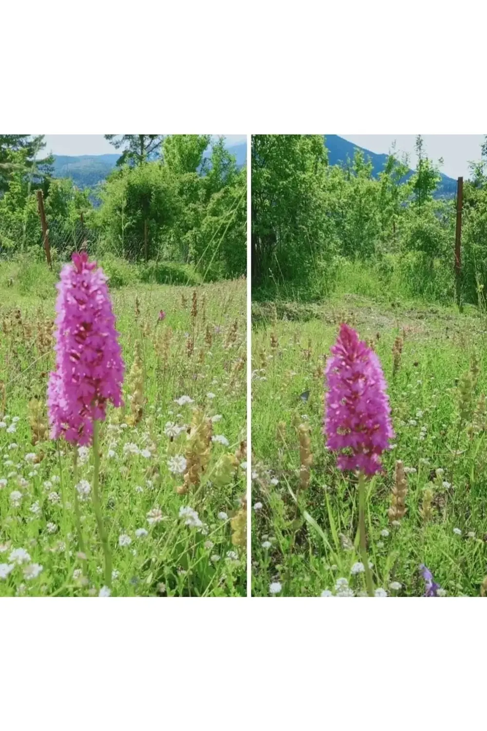 Salep Fidesi 50 Adet Serapies Arılı Kum Salep