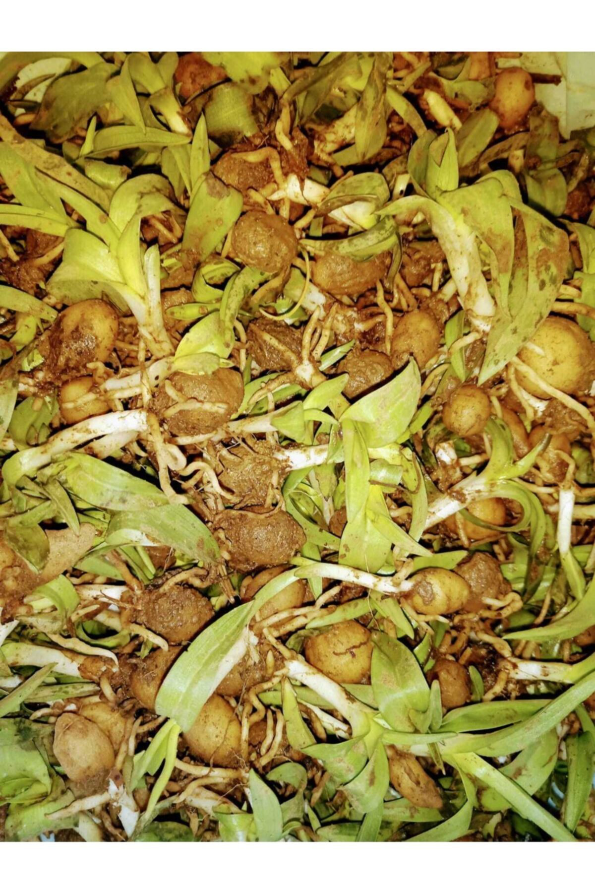 Aktarim Salep Fidesi 50 Adet