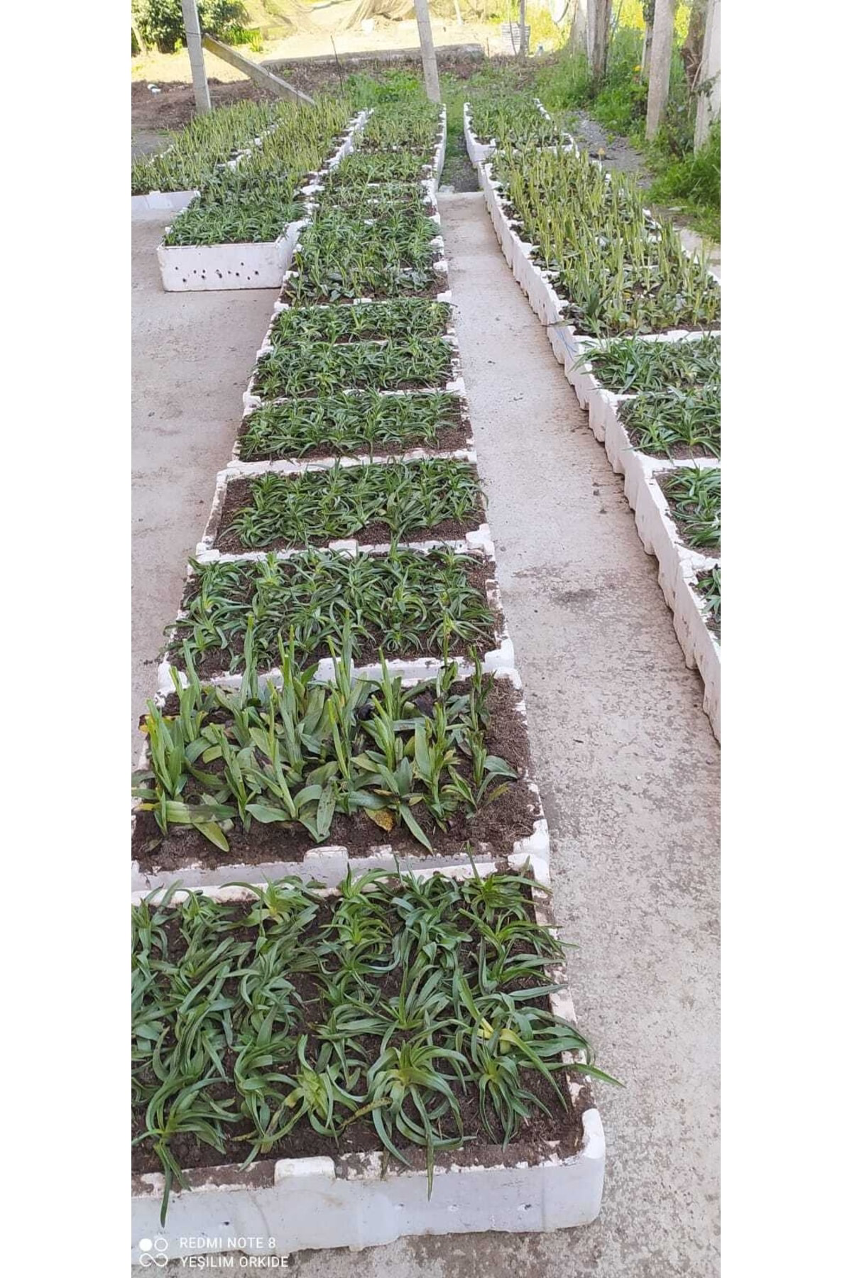 Salep Fidesi 50 Adet Orkide Sahlep Orchis Serapias