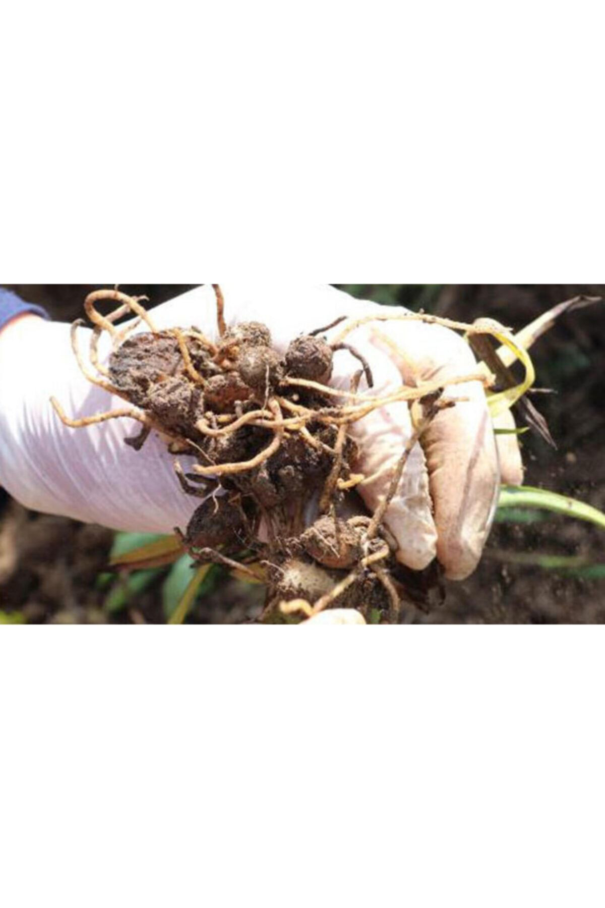 Şifagida Salep Fidesi 50Ad Serapies,Arılı,Kum Salep