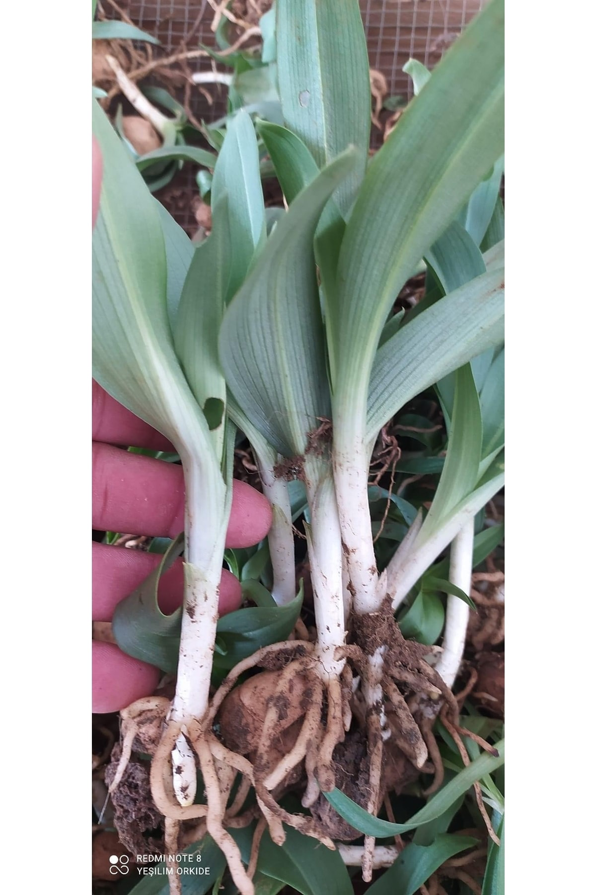 Salep Fidesi 50 Adet Buca